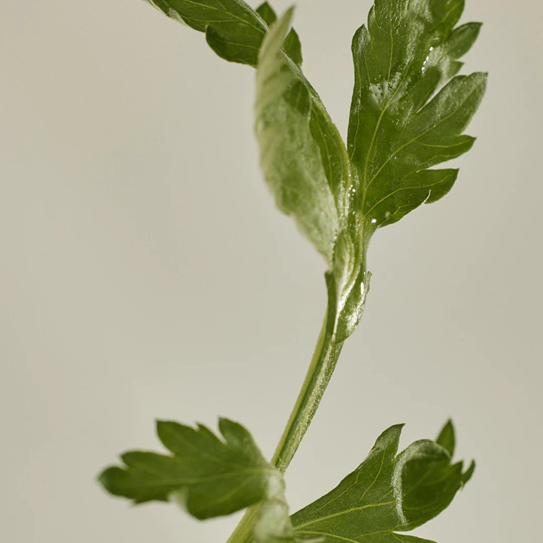 Breeze mugwort sun stick